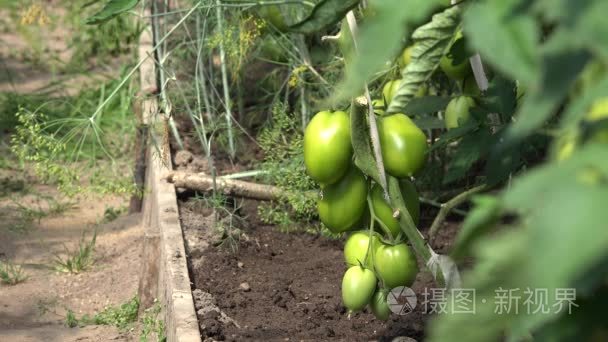 bunches with green unripe tomatoes that growing in farm greenhou