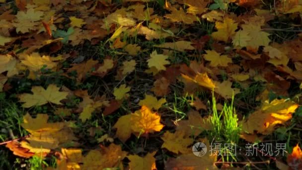 Golden Maple Foliage On The Ground In Autumnal Time