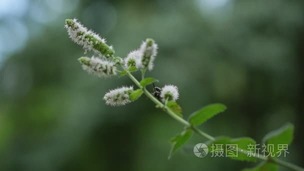 蜜蜂授粉薄荷花视频