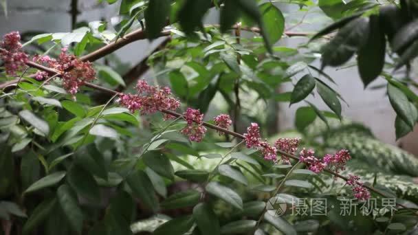 杨桃花的特写视频