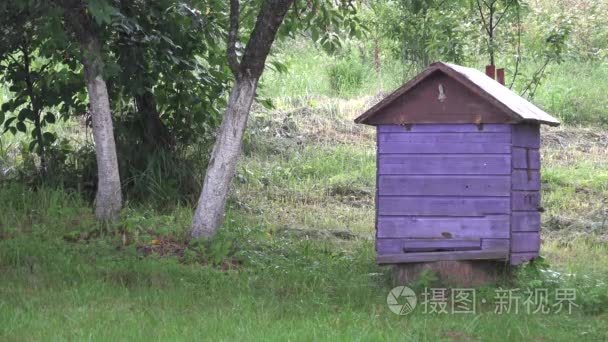 Heavy rain water drops fall on purple bee hive near garden trees