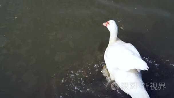 白鸭子游泳和漂浮在池塘的视频视频