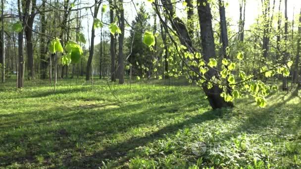 Linden tree young leaves and buds move in wind in spring. 4K