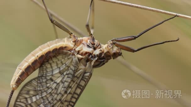 蜉蝣昆虫素材视频