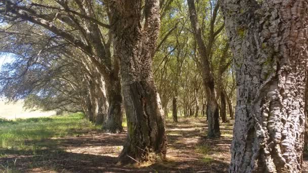 cork oak tree forest summer day短视频