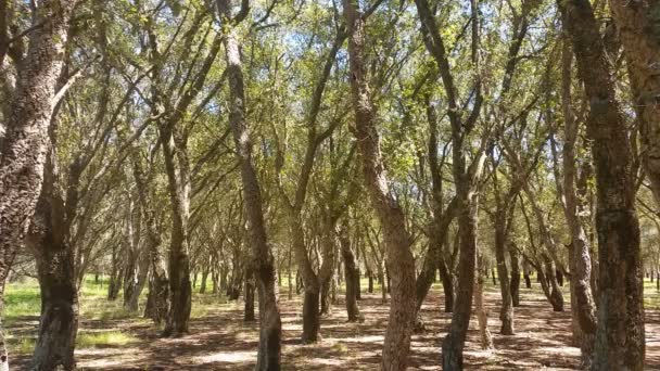 cork oak tree forest summer day短视频