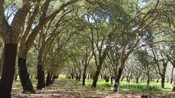 cork oak tree forest summer day短视频