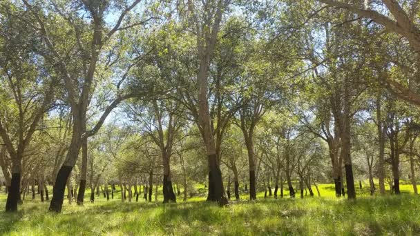 cork oak tree forest summer day短视频