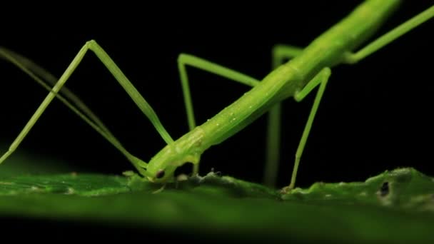 stick insect eating - phasmatodea