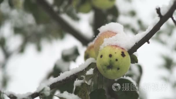 雪中的苹果视频