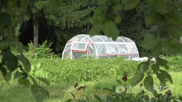 Polythene greenhouse in garden and apple tree branch move in win