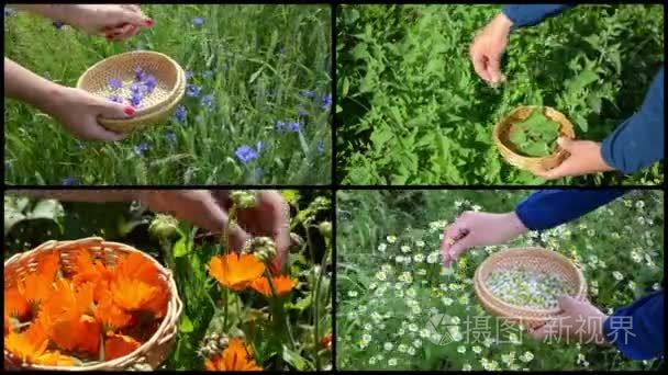 Hand gather cornflower mint marigold herb plants. Video collage