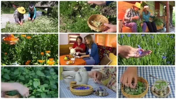 Women gather herb and drink healthy herbal tea. Collage.