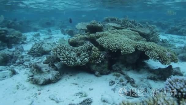 浅海的珊瑚礁海洋生物视频