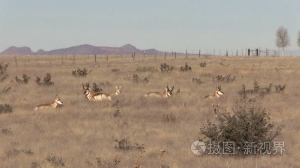 叉角羚羚羊群在草原上视频