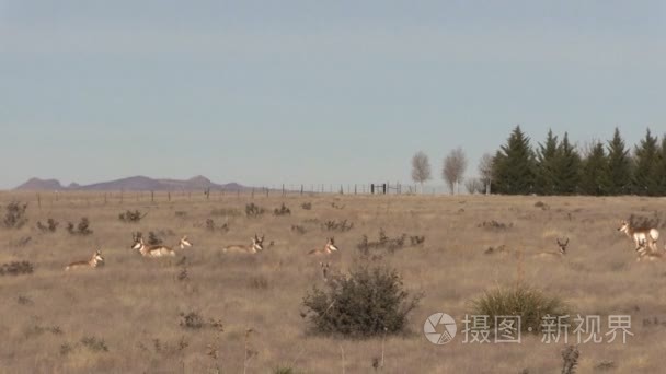 叉角羚羚羊群在草原上