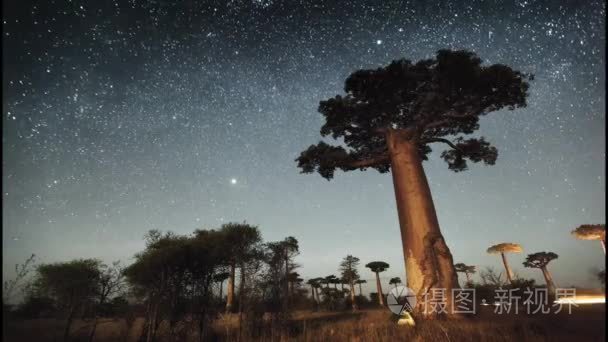 繁星点点的天空和猴面包树视频