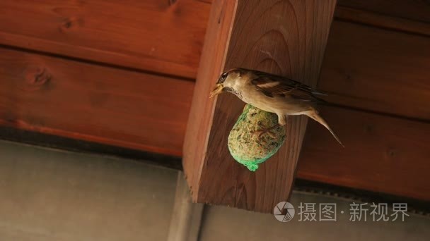 麻雀分享种子球视频