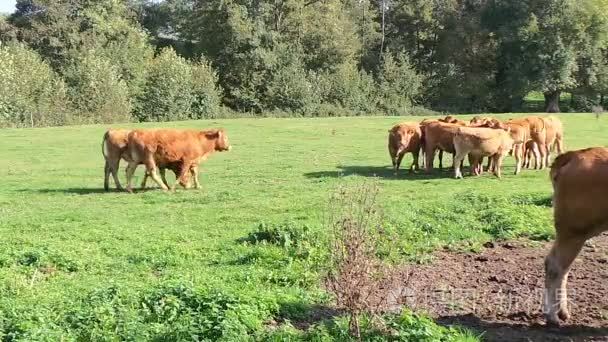 在夏天法国的草地上牛视频