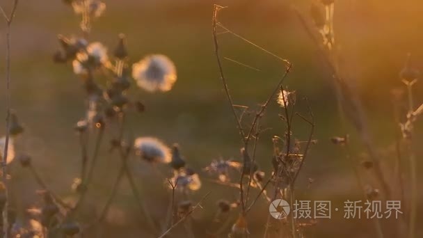 季节性的野生花卉在森林里视频