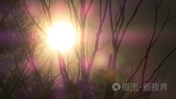 野生花卉在法国战役的秋天视频