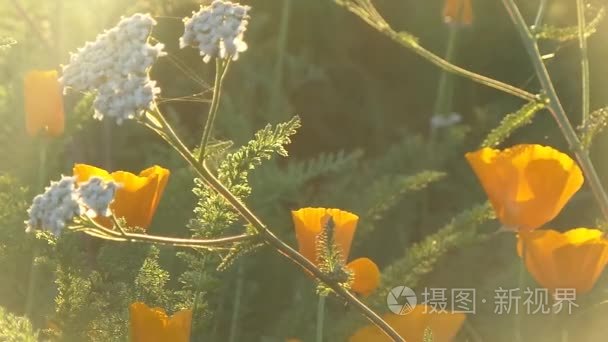 野生花卉在法国战役的秋天视频