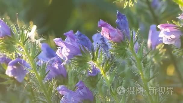 季节性的野生花卉在森林里视频