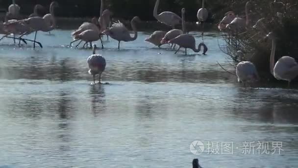 自然保护区的玛格，免费粉红色的火烈鸟视频