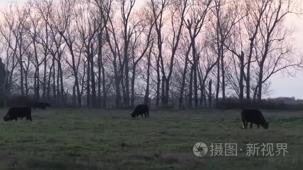 在法国秋季公牛的日落视频