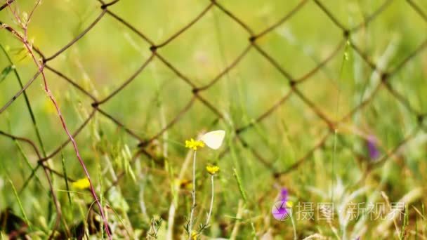 金属门附近生长的花朵视频