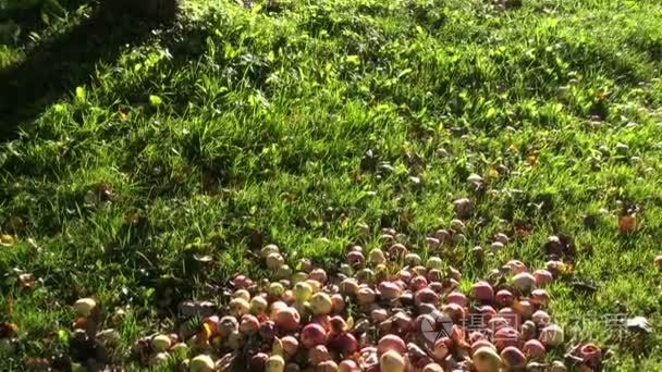腐烂的苹果堆在农村上阳光明媚的早晨