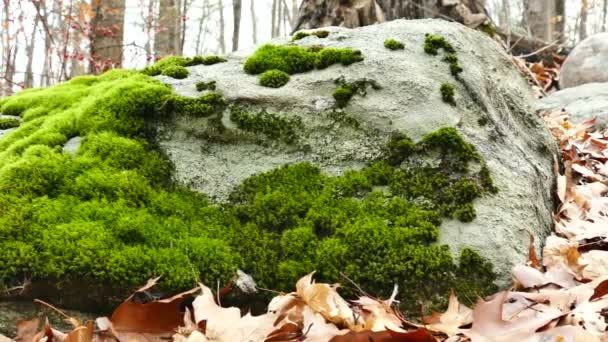 跟踪拍摄的森林长了青苔的岩石短视频