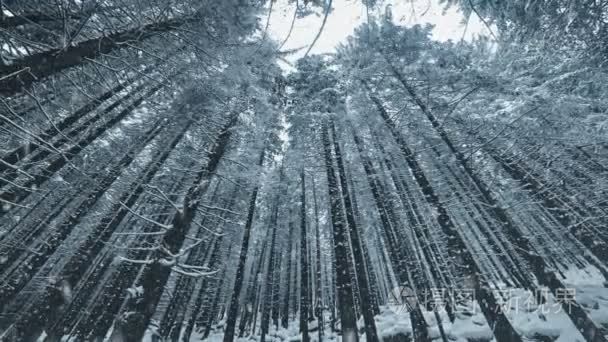 落雪景观和雪覆盖的树木视频