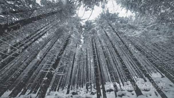 落雪景观和雪覆盖的树木视频