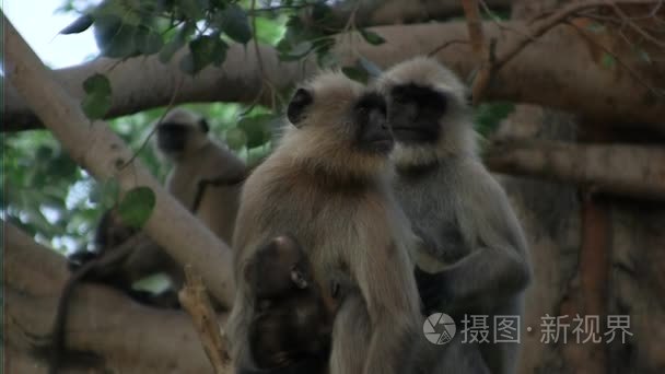 猴子和鸟类在印度