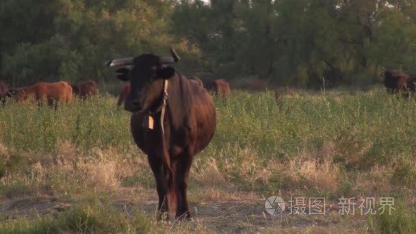 在国家公园中的玛格免费公牛视频