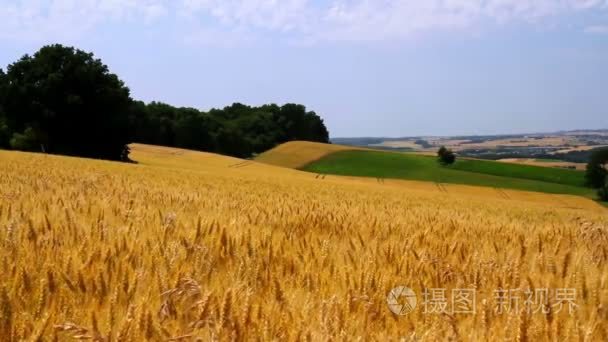 成熟的小麦的景观视频