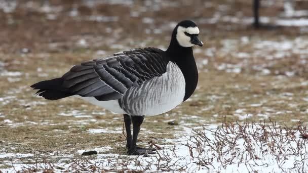藤壶鹅家庭视频素材