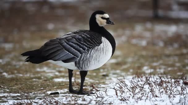 藤壶鹅家庭视频素材