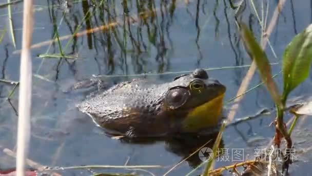 叫声美国牛蛙lithobatescatesbeianus