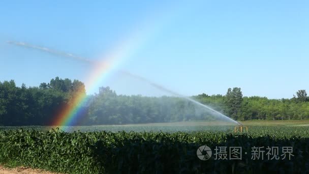 玉米被灌溉和彩虹形式