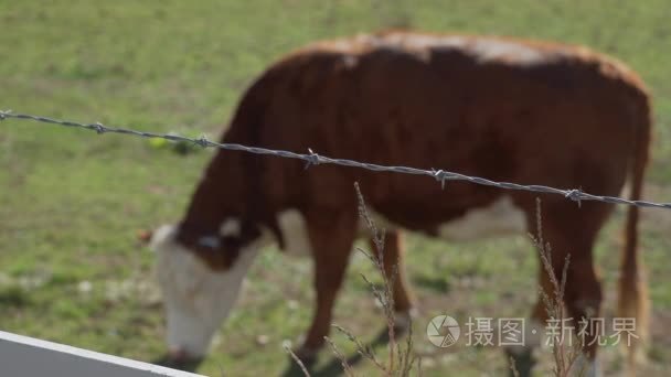 在一个美丽的牧场饲养的母牛视频