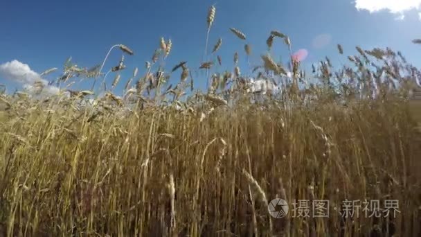 领域的小麦在阳光灿烂的夏天一天与蓝多云的天空，4 k