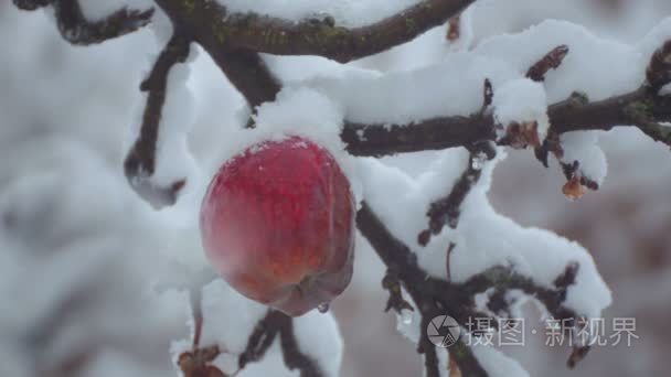 冬天在雪地里的树枝上的苹果树的果实。在雪地里的树枝上的苹果