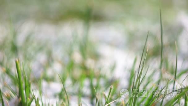 绿草覆盖着雪宏