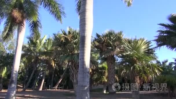 Coccothrinax crinita 棕榈树