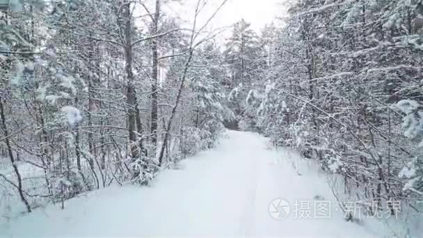 在冬季森林雪白色的路视频