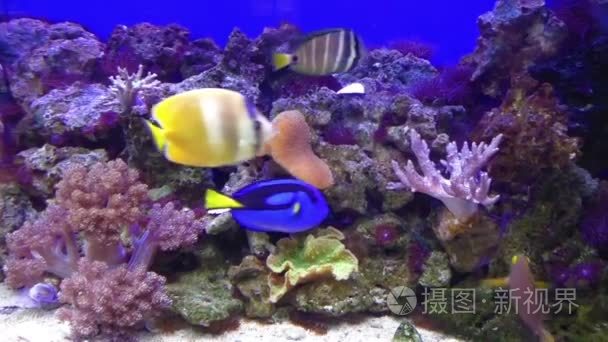 热带鱼水族馆，捷克共和国