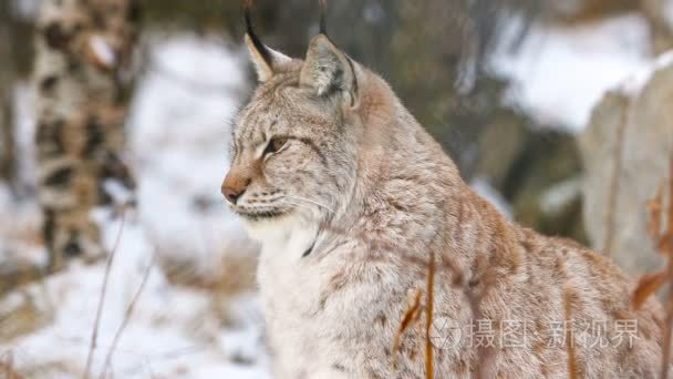 骄傲的猞猁坐在森林里视频