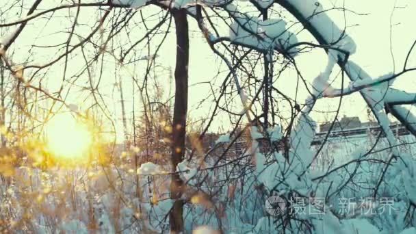 阳光透过树枝在冬季的一天